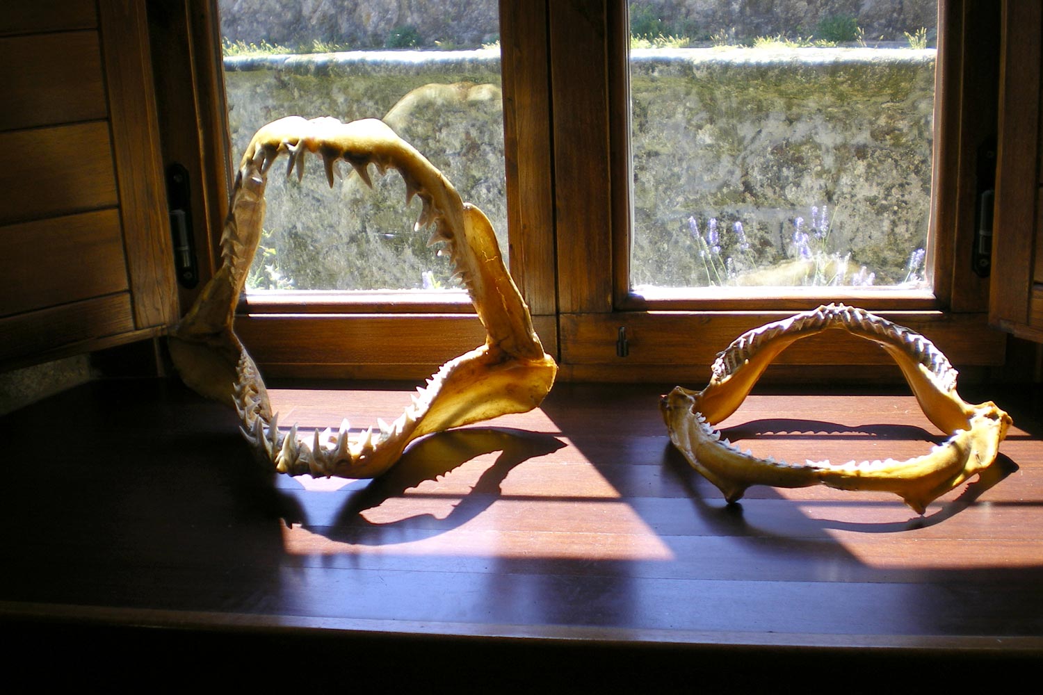 Museo da pesca